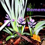 IMG 4827remember560x373