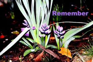 IMG 4827remember560x373