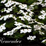 IMG 4845remember560x420