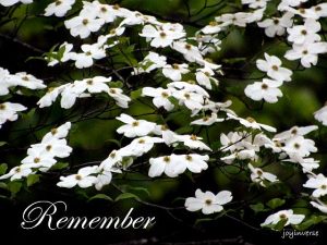 IMG 4845remember560x420