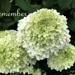 IMG 5772remember560x420