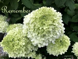 IMG 5772remember560x420