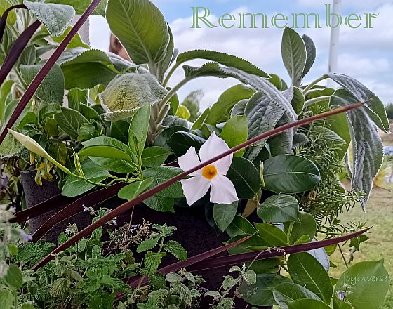 IMG 20240831 112111 490remember560x440