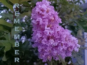IMG 20250529 061933 5remember560x420