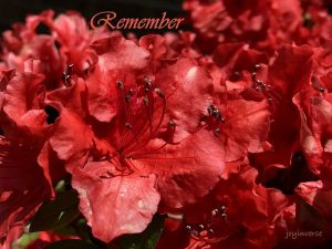 IMG 3464remember560x420