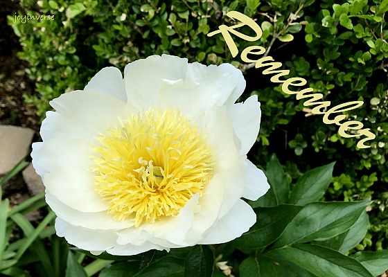 IMG 0065cropremember560x400