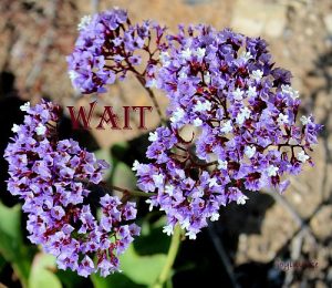 IMG 0667wait500x434