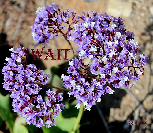 IMG 0667wait500x434