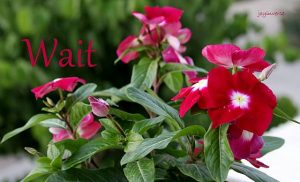 IMG 0744wait560x340