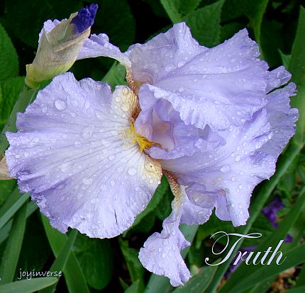 DSC05611truth430x414