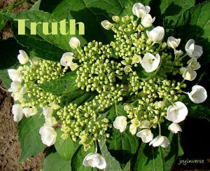 DSC05666truth510x415