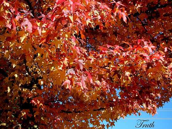 DSC05026truth560x420