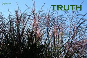 IMG 4129truth560x373