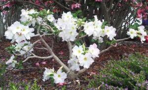 20140525_150751crop560x342