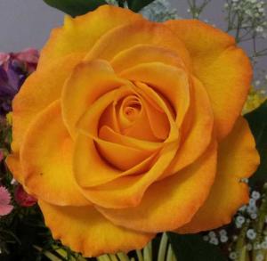 20140526_172445crop560x547