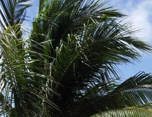 20140528_112613crop5600x383