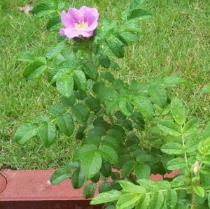 20150707_083248crop560x558