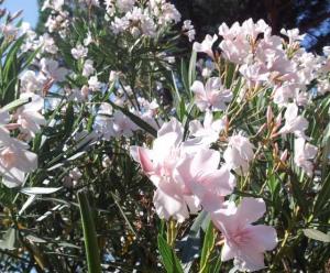 20150718_171004crop560x462