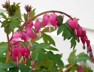 Chappel House Bleeding Heart 0409crop2_560x427