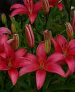 DSC00216crop.jpg150x183