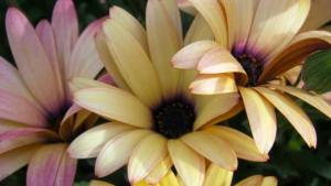 DSC00622light560x315