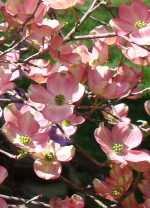 DSC01147crop2_150x208