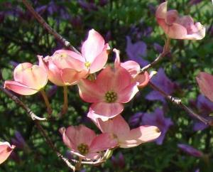 DSC01147crop3_560x452