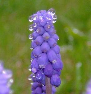 DSC01482crop2_560x576