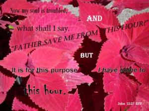 DSC02675John12-27_560x420