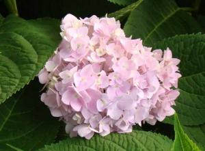 DSC05665_crop560x412