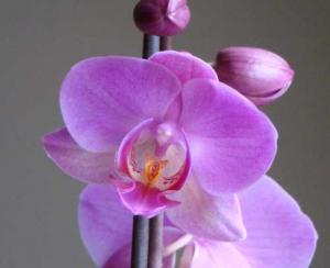 DSC05910crop2_500x407