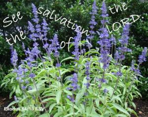 DSC06042EX14-13_560x444