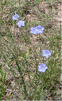 Garden of Gods Cornflower