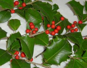 Hollly 004_crop500x392