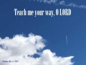 IMG_1806Ps86-11_560x420