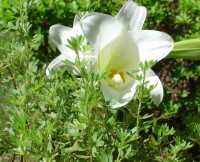 Madelyn's Lilly07crop200x162