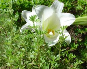 Madelyn's Lilly07crop2_560x466