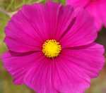 PinkCosmos2012SI_150x113