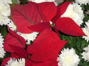 poinsettia-001_560x420