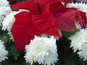 Poinsettia @4_560x420