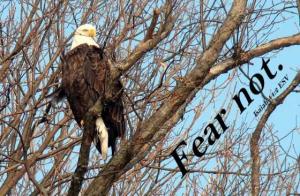 eagle1_pic_crop_Is44-2_560x366