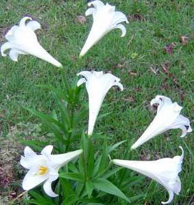 fullgracelillycrop400x464