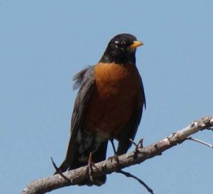 robin_pic_crop560x509