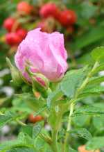 rugosa2_150x219